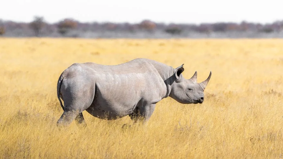 De Witte Neushoorn