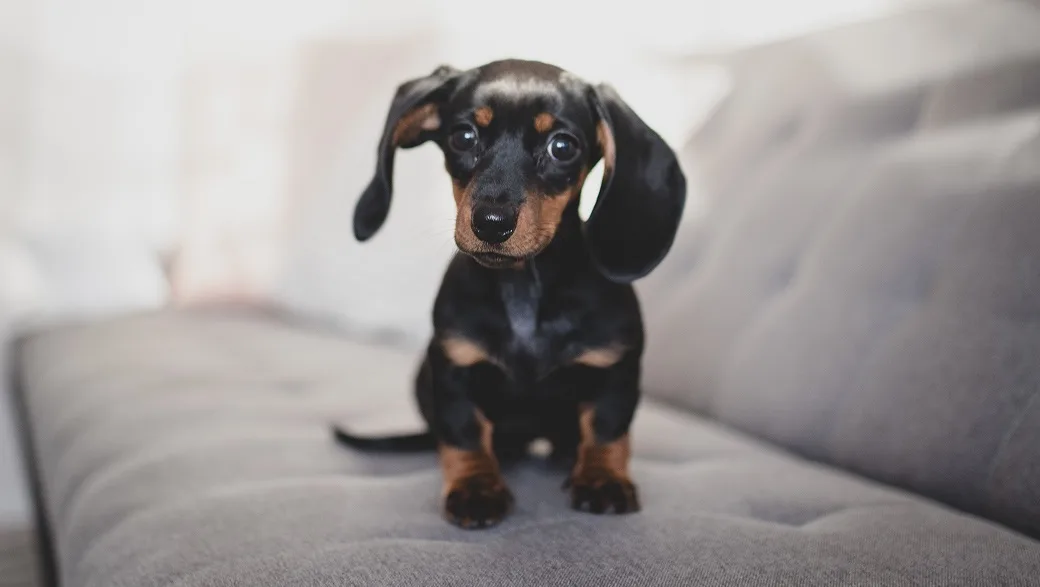 PuppyPower Quiz