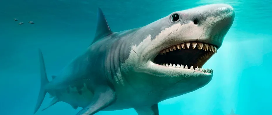 Shark Quiz