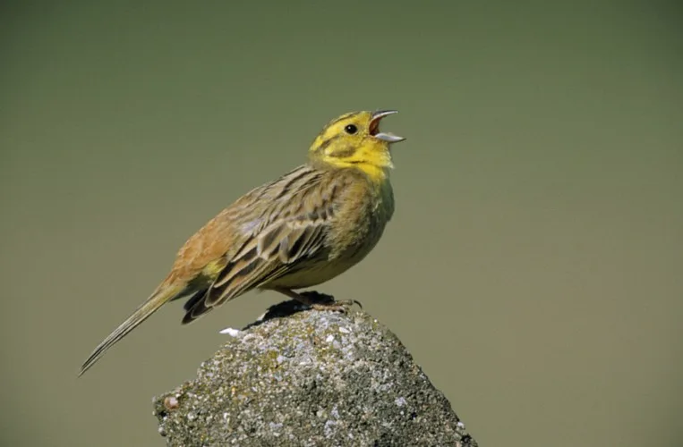 Standvogels, wintergasten en doortrekkers